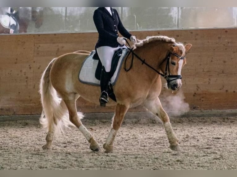 Haflinger Stute 22 Jahre 143 cm Fuchs in Mainz