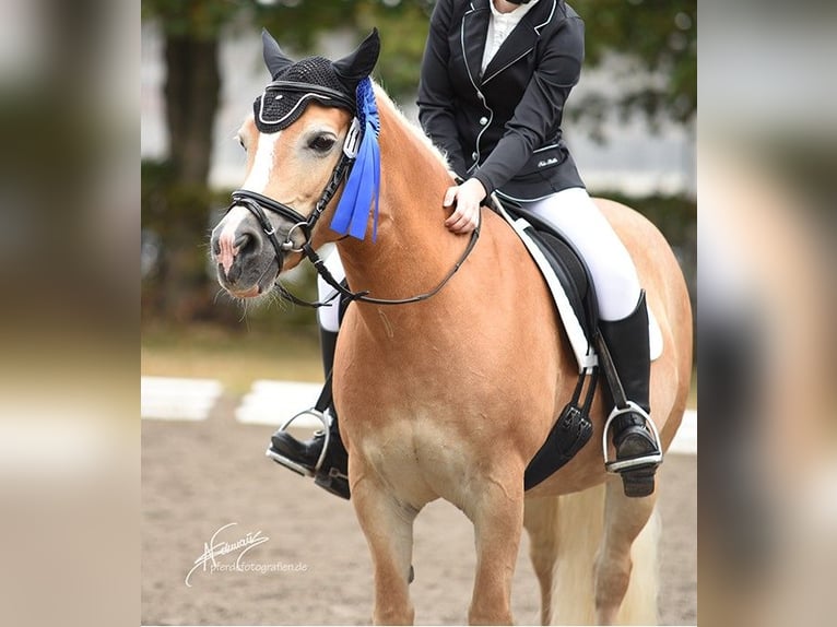 Haflinger Stute 22 Jahre 143 cm Fuchs in Mainz