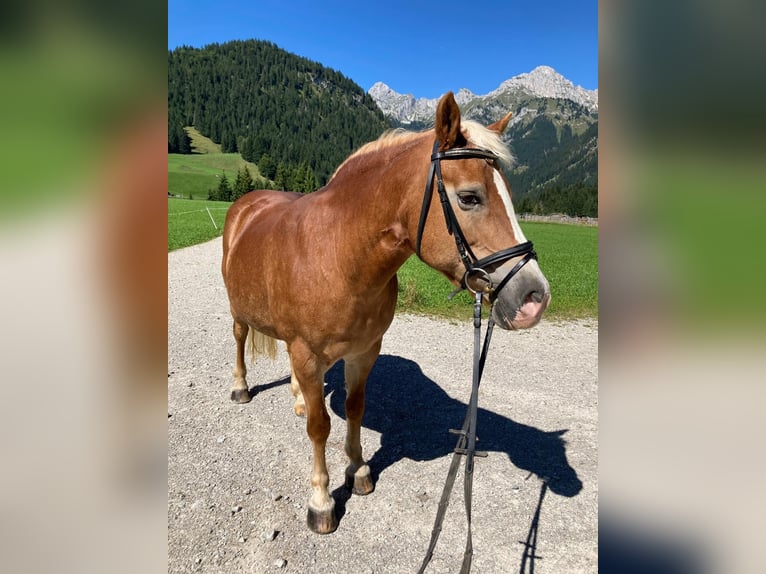 Haflinger Stute 22 Jahre 152 cm Fuchs in Nesselwängle
