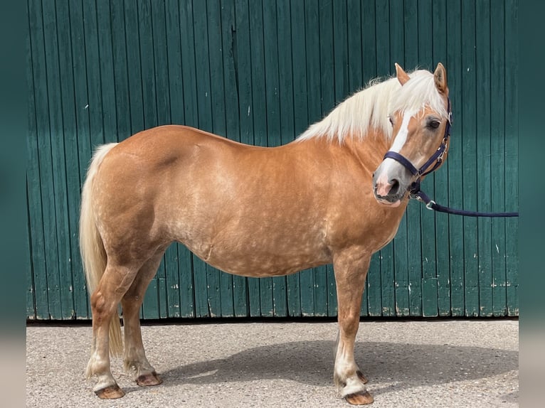 Haflinger Stute 23 Jahre 135 cm Fuchs in Nordkirchen