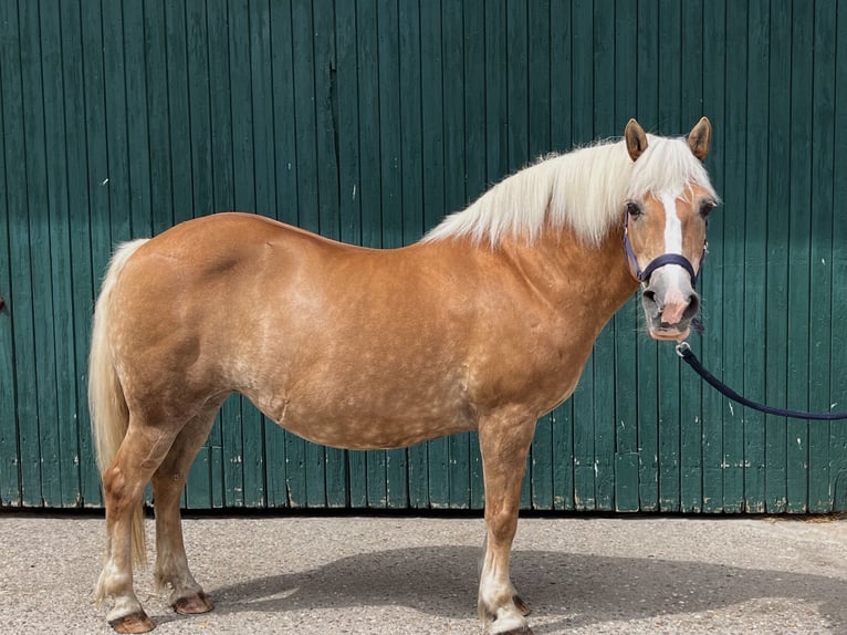 Haflinger Stute 23 Jahre 135 cm Fuchs in Nordkirchen