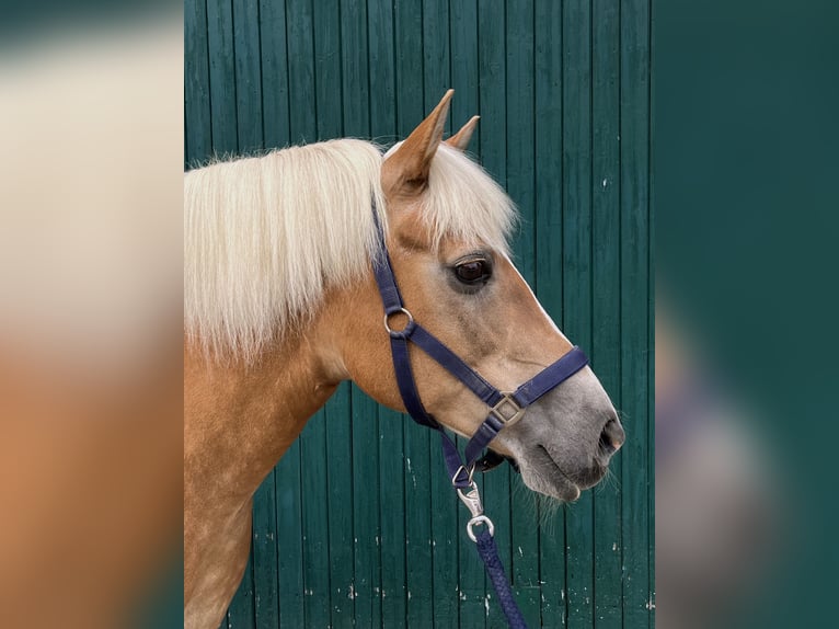 Haflinger Stute 23 Jahre 135 cm Fuchs in Nordkirchen