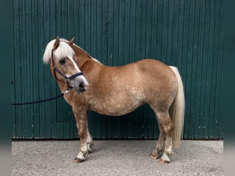 Haflinger Stute 23 Jahre 135 cm Fuchs in Nordkirchen