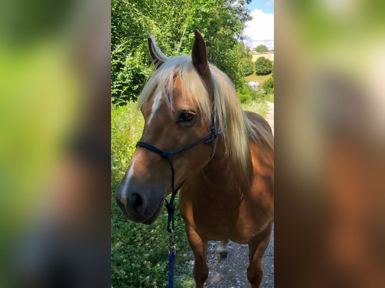 Haflinger Stute 23 Jahre 145 cm in Bad Bellingen