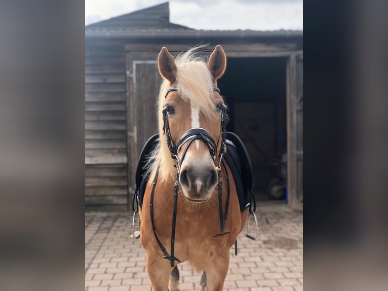 Haflinger Stute 23 Jahre 145 cm  in Wittlich