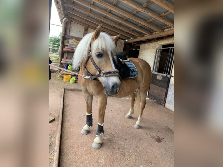 Haflinger Stute 23 Jahre 145 cm  in Wittlich