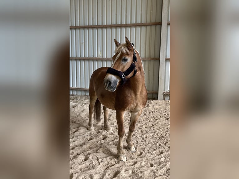 Haflinger Stute 23 Jahre 145 cm  in Wittlich