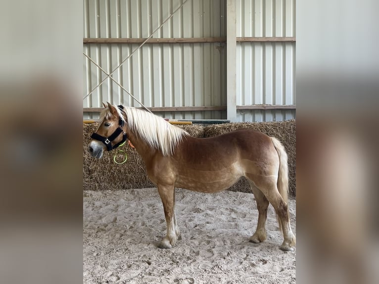 Haflinger Stute 23 Jahre 145 cm  in Wittlich