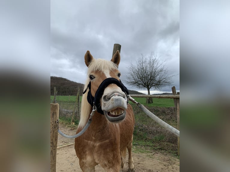 Haflinger Stute 23 Jahre 145 cm  in Wittlich