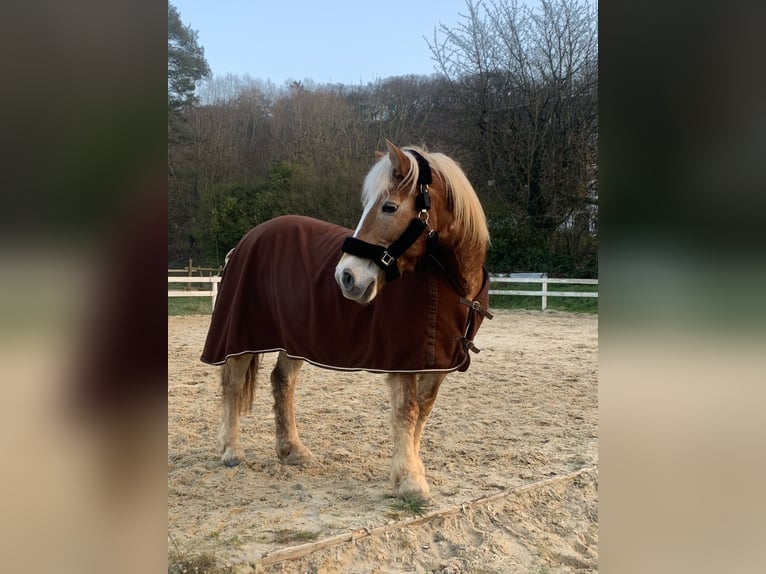 Haflinger Stute 23 Jahre 145 cm  in Wittlich