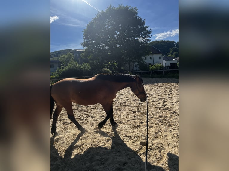 Haflinger Mix Stute 23 Jahre 148 cm  in Seeheim-Jugenheim