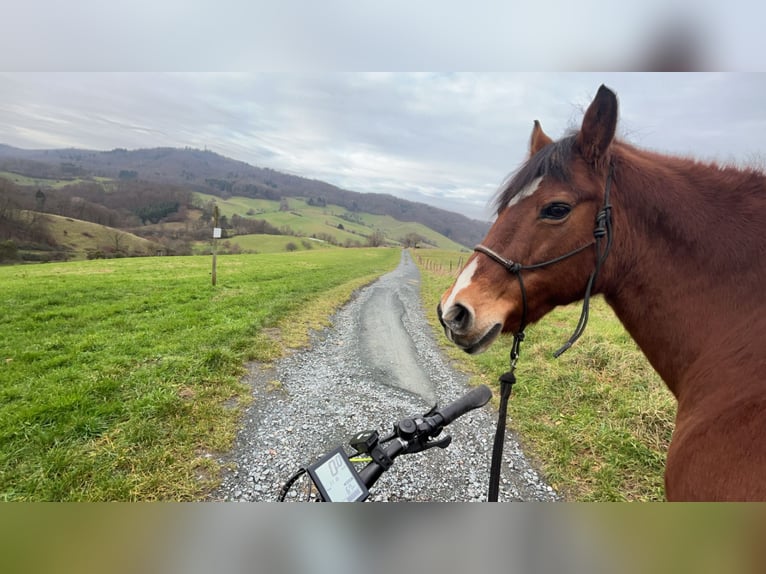 Haflinger Mix Stute 23 Jahre 148 cm  in Seeheim-Jugenheim
