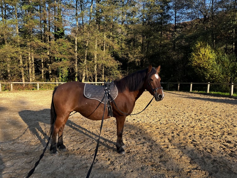 Haflinger Mix Stute 23 Jahre 148 cm  in Seeheim-Jugenheim