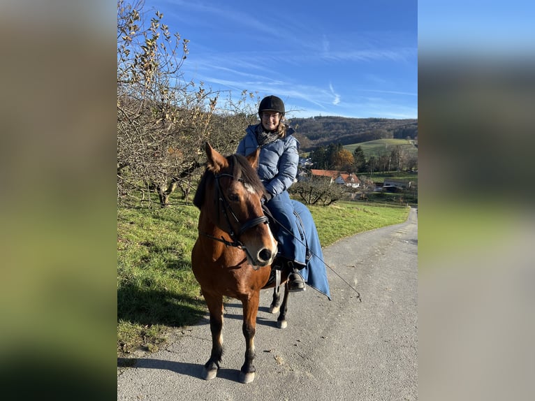 Haflinger Mix Stute 23 Jahre 148 cm  in Seeheim-Jugenheim