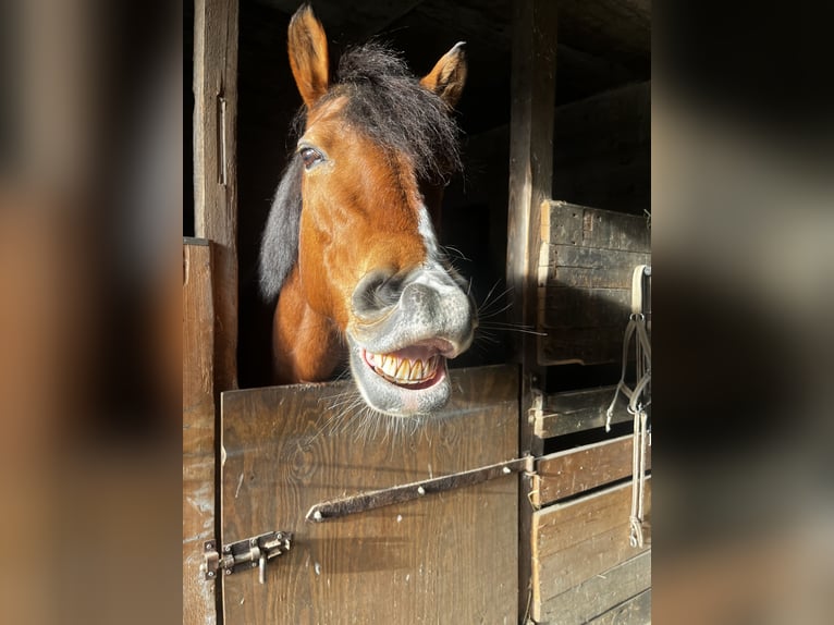 Haflinger Mix Stute 23 Jahre 148 cm  in Seeheim-Jugenheim
