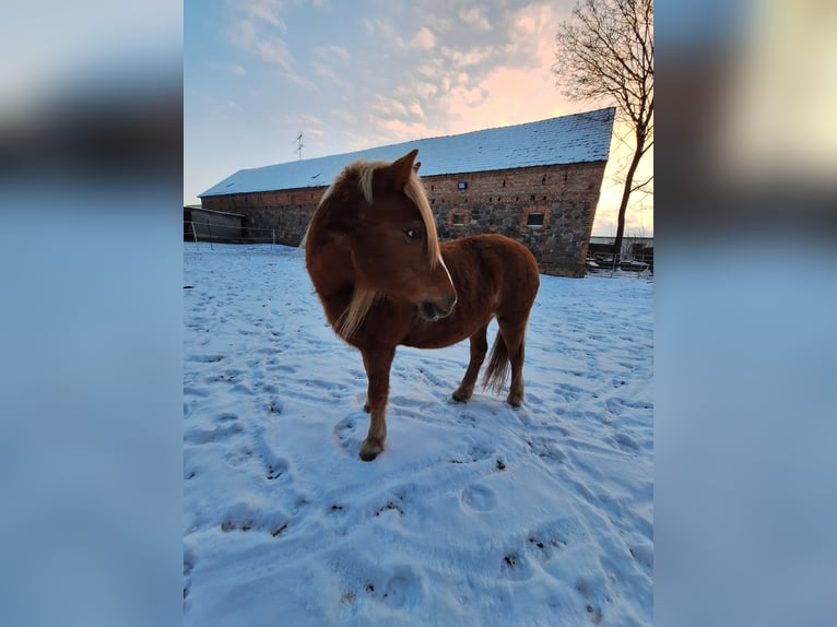 Haflinger Mix Stute 24 Jahre 135 cm Fuchs in Zeschdorf