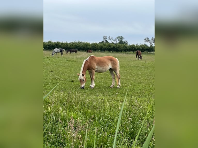 Haflinger Stute 25 Jahre 145 cm Fuchs in Altach