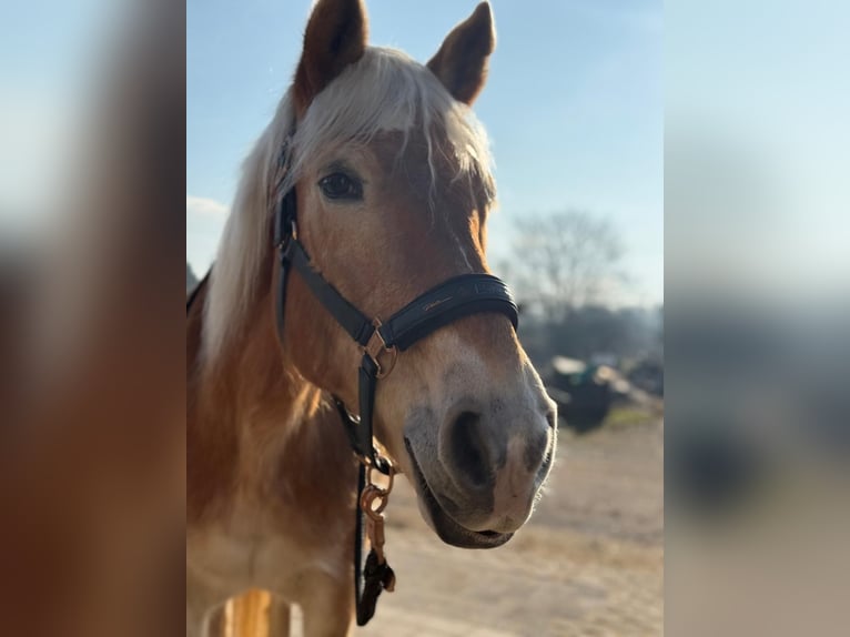 Haflinger Stute 25 Jahre 145 cm Fuchs in Altach