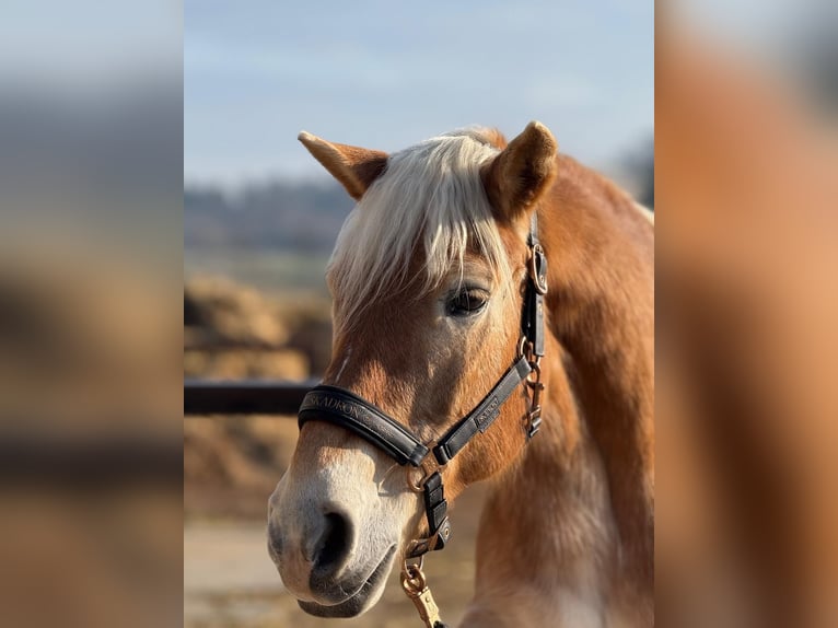 Haflinger Stute 25 Jahre 145 cm Fuchs in Altach