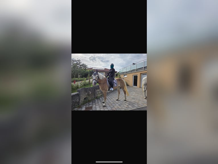 Haflinger Stute 26 Jahre 148 cm in Langenburg