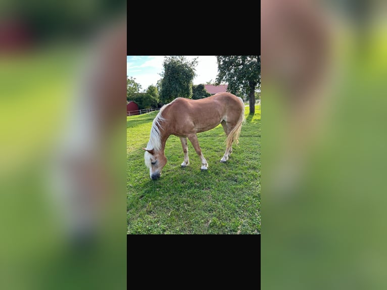 Haflinger Stute 26 Jahre 148 cm in Langenburg