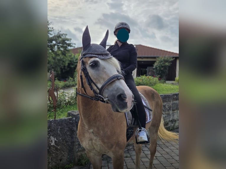Haflinger Stute 26 Jahre 148 cm in Langenburg