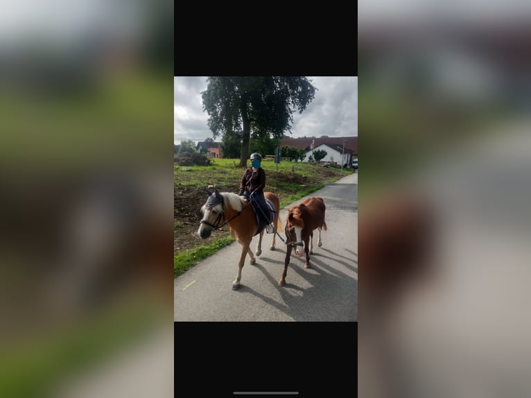 Haflinger Stute 26 Jahre 148 cm in Langenburg