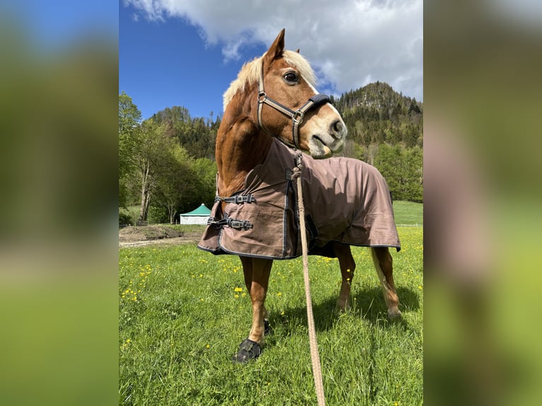 Haflinger Stute 28 Jahre 145 cm  in Königsdorf