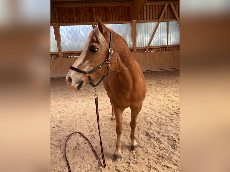 Haflinger Stute 28 Jahre 145 cm  in Königsdorf