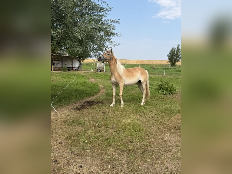 Haflinger Stute 2 Jahre 136 cm Hellbrauner in Wermsdorf