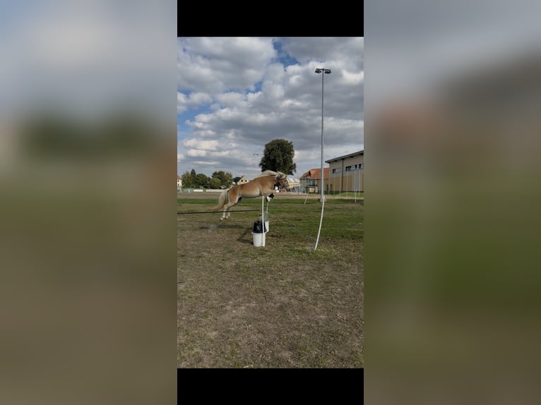 Haflinger Stute 2 Jahre 136 cm Hellbrauner in Wermsdorf
