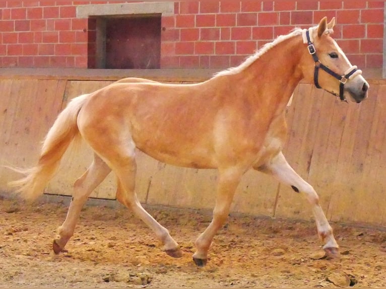 Haflinger Stute 2 Jahre 139 cm  in Dorsten