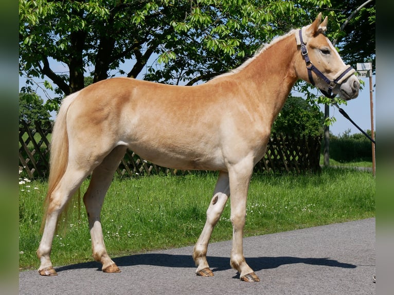Haflinger Stute 2 Jahre 139 cm  in Dorsten