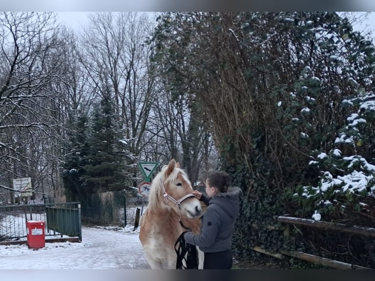 Haflinger Stute 2 Jahre 142 cm in Tangstedt