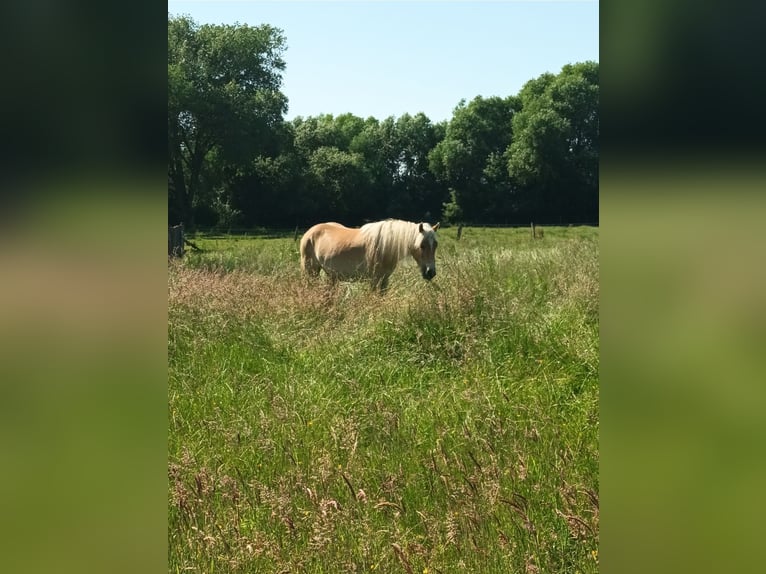 Haflinger Stute 2 Jahre 142 cm in Tangstedt