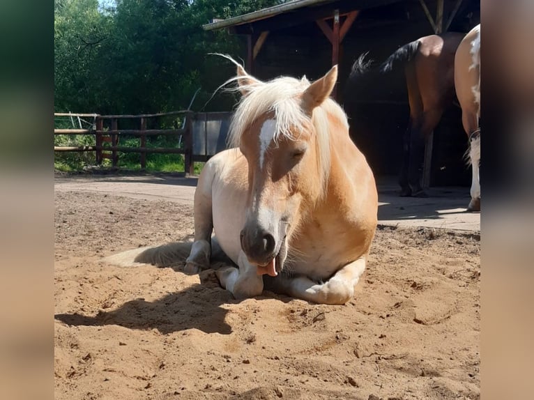 Haflinger Stute 2 Jahre 142 cm in Tangstedt
