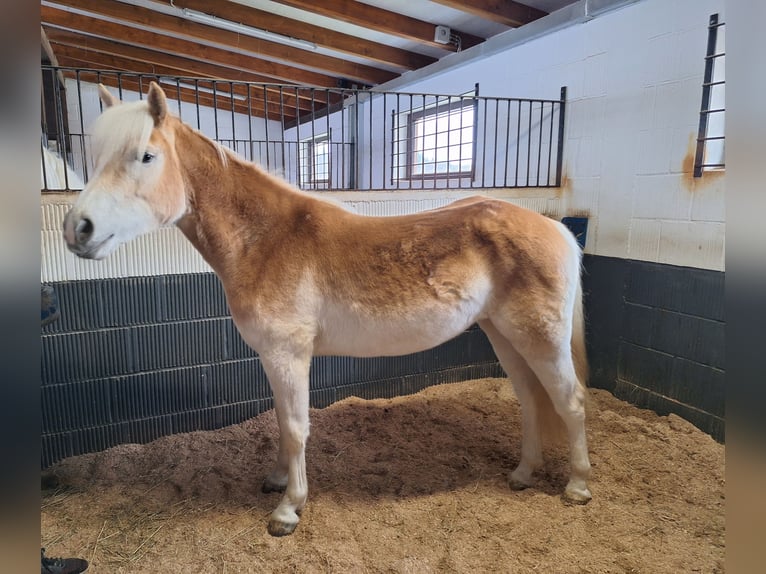 Haflinger Stute 2 Jahre 142 cm Fuchs in Bad Arolsen