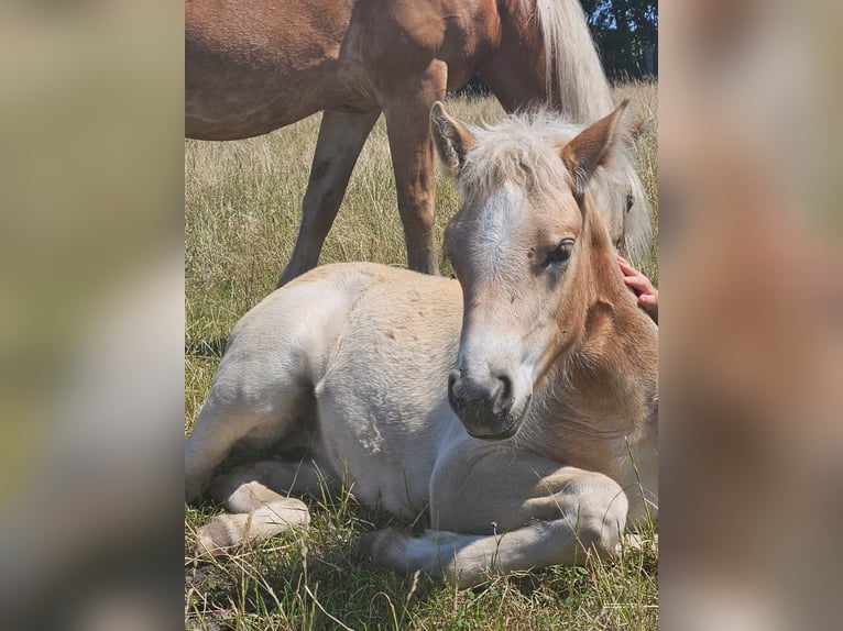 Haflinger Stute 2 Jahre 142 cm Fuchs in Alveslohe