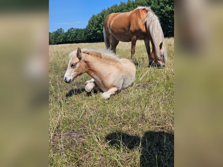 Haflinger Stute 2 Jahre 142 cm Fuchs in Alveslohe