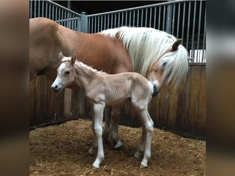 Haflinger Stute 2 Jahre 142 cm Fuchs in Alveslohe