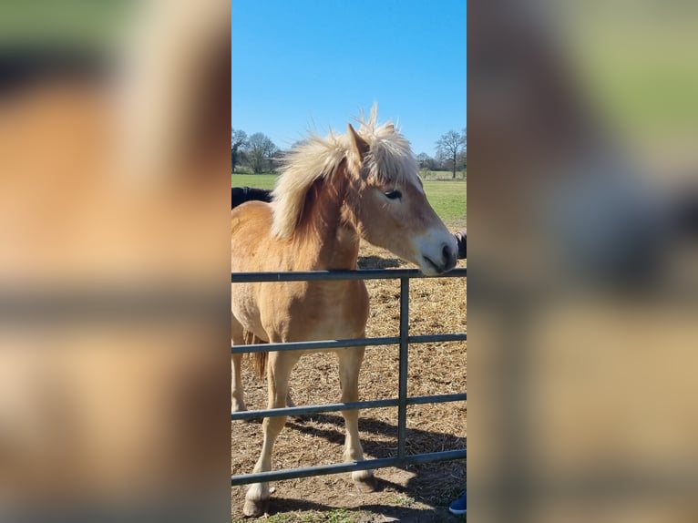 Haflinger Stute 2 Jahre 142 cm Fuchs in Alveslohe
