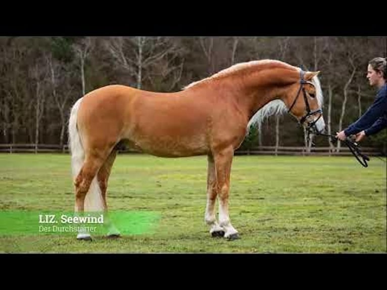Haflinger Stute 2 Jahre 142 cm Fuchs in Alveslohe