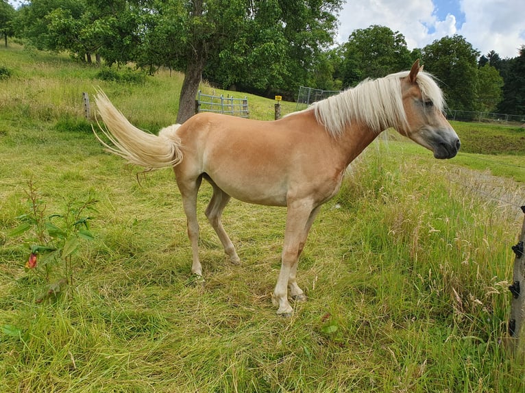 Haflinger Stute 2 Jahre 144 cm Fuchs in Fischbachtal