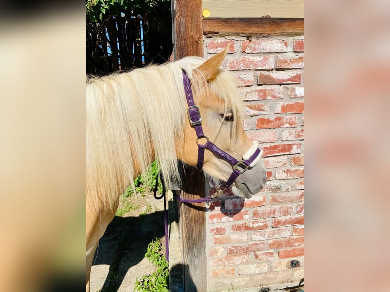 Haflinger Stute 2 Jahre 145 cm Fuchs in Fritzlar