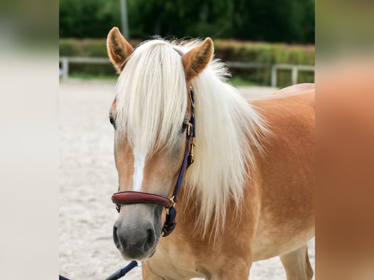 Haflinger Stute 2 Jahre 145 cm Fuchs in Neustadt (Wied)