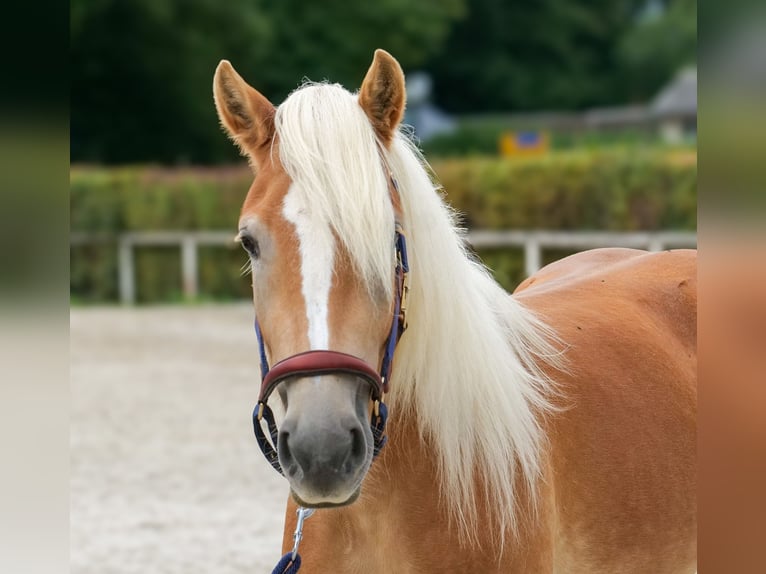 Haflinger Stute 2 Jahre 145 cm Fuchs in Neustadt (Wied)