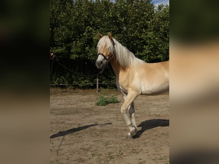 Haflinger Stute 2 Jahre 145 cm Fuchs in LübeckLübeck