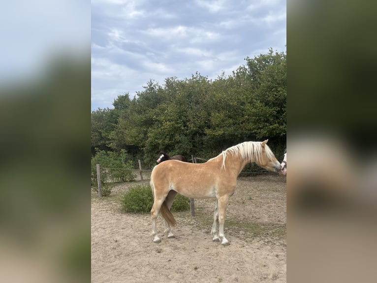Haflinger Stute 2 Jahre 145 cm Fuchs in LübeckLübeck