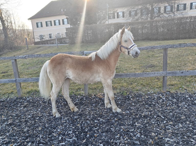 Haflinger Stute 2 Jahre 145 cm in Greisdorf