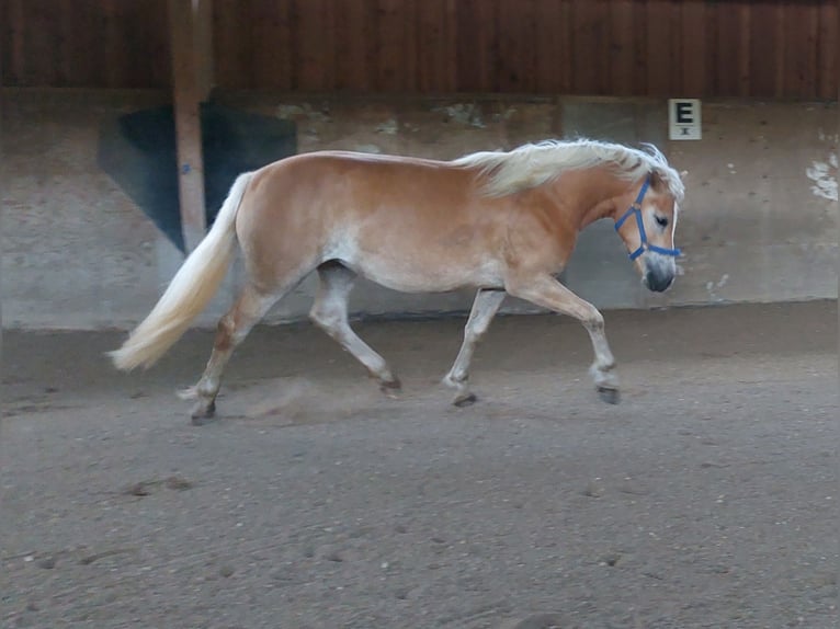 Haflinger Stute 2 Jahre 146 cm Fuchs in Pfaffenhofen an der Ilm